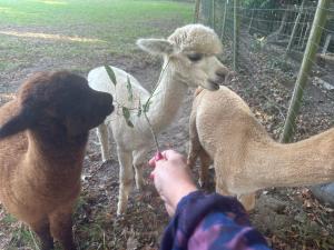 Foto dalla galleria di Appartement lumineux et chaleureux avec piscine estivale a Ramillies