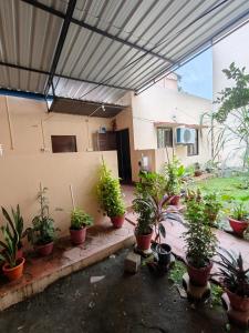 a group of potted plants in front of a building at Prime Area 1AC Room Budget Stay in Bhopal