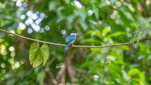 a blue bird sitting on a tree branch at Water to Forest Ecolodge in Loboc