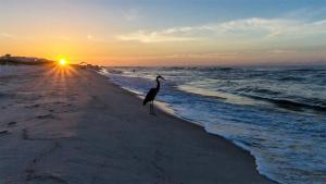 ein Vogel, der bei Sonnenuntergang am Strand steht in der Unterkunft BeachClub A406-3bed3.5 New Rental-Beachfront condo in Gulf Shores + 81 Fotos