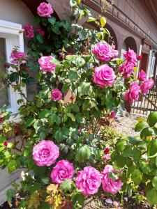 Κήπος έξω από το Ferienhaus Elsa mit Sauna und Whirlpool