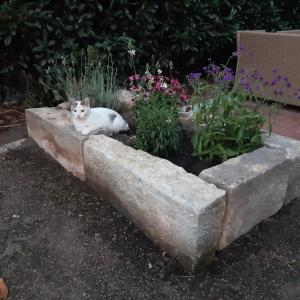 Κατοικίδιο ή κατοικίδια επισκεπτών που μένουν στο Ferienhaus Elsa mit Sauna und Whirlpool