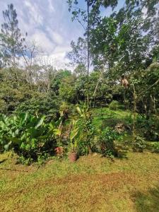 a garden with a small tree in the grass at Cabaña AMOTO in Turrialba