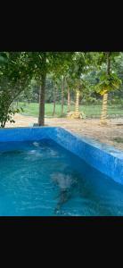 a blue pool of water in a park at Krishna Cottage in Chauri Chaura