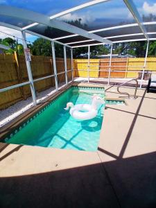 ブレーデントンにあるBeach and Sports Haven with Pool near AMI and IMG Academyの水中の白鳥2頭のスイミングプール