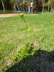 a plant with yellow flowers growing in the grass at Pousada Moinho de Pedra in Extrema