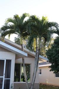 zwei Palmen vor einem Haus in der Unterkunft Brand NEW Renovated Coastal Beach House in Naples