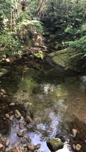 a stream of water with rocks in a forest at Casa Park Imperial 