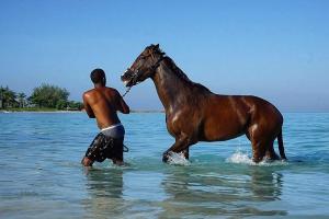 Dyr i feriehuset eller i nærheden