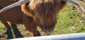 een koe met lange hoorns in een veld bij Misty Valley Hilltop Farmstay - Off Grid Retreat in Otorohanga