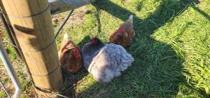 drie kippen in het gras naast een hek bij Misty Valley Hilltop Farmstay - Off Grid Retreat in Otorohanga