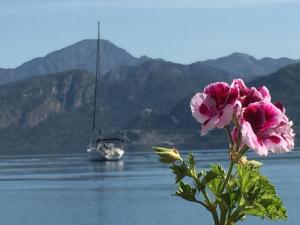 a flower with a boat in the water with mountains at Losta Sahil Evi 2 in Selimiye