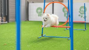 a small white dog jumping on a playground at Anmyeondo Town 1967 Dog Pool Villa in Taean