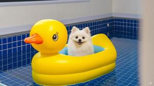 a small white dog sitting in a rubber duck toy at Anmyeondo Town 1967 Dog Pool Villa in Taean