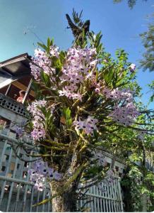 a tree with pink flowers in front of a fence at Quarto do sossego in Morretes +12 photos
