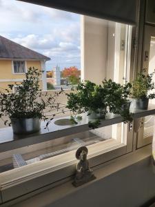 a window with three potted plants on a window sill at Studio with sauna in the center in Laitila