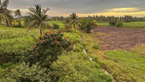 a garden with red flowers and palm trees in a field at Hampi Palace in Hampi