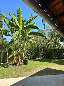 a banana tree in a yard next to a house at Suíte penedo in Itatiaia