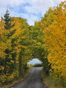 an avenue of trees on a road at Holiday Home Vile Calimero in Žabljak