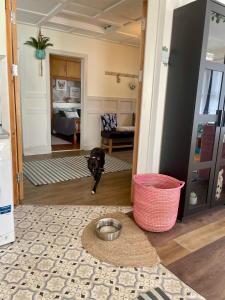 a dog standing in a living room with a dog bowl at The Curracloe getaway in Curracloe +45 photos