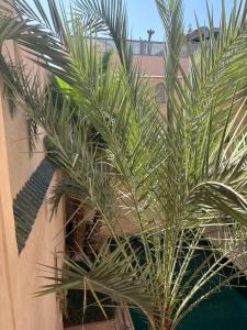 a palm tree sitting next to a building at Riad 29 Mouassine in Marrakech