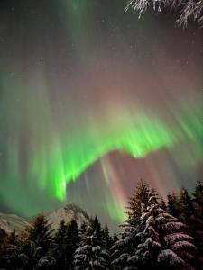 an aurora in the sky over trees and snow at Buktarommet in Alta