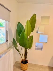 a plant in a room next to a window at Ermwood Cottage in Erm