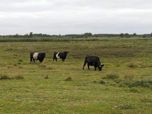Gallery image of 4 person holiday home in Bredebro-By Traum in Bredebro