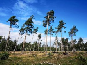 a group of tall trees in a field at 12 person holiday home in Væggerløse-By Traum in Marielyst