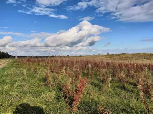 Afbeelding uit fotogalerij van 10 person holiday home in Væggerløse-By Traum in Bøtø By +38 foto's