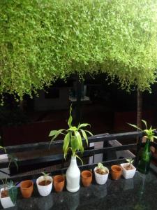 a group of plants in white vases on a table at Garden view home stay for family near meitra hospital in Kozhikode