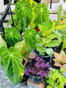 a group of potted plants and flowers in pots at Garden view home stay for family near meitra hospital in Kozhikode