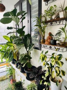 a bunch of potted plants sitting on a shelf at Garden view home stay for family near meitra hospital in Kozhikode