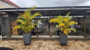 Dos palmeras en macetas frente a un edificio. en Home of comfort and luxury, en Apenkwa