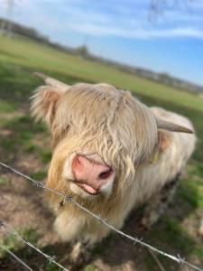 a cow standing in a field behind a barbed wire fence at Happy Meadows - Mushroom Street in Long Stratton +6 photos