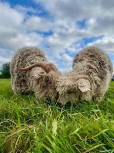two sheep grazing in the grass in a field at Happy Meadows - Mushroom Street in Long Stratton
