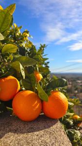 a pile of oranges sitting on top of a wall at Vida Daurada, sunny oasis with private pool in Vespellá