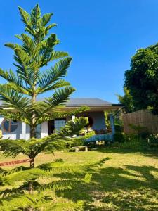 a palm tree in front of a house at ม่อนหมอกเชียงดาว in Chiang Dao
