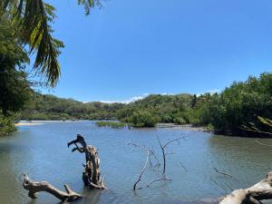 a river with a tree branch in the water at SeaSide Homestay in Korotogo