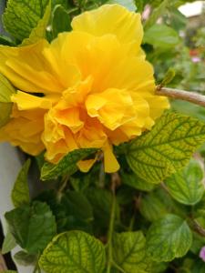 Κήπος έξω από το Villa Milena Costa Rei VISTA MARE