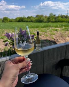 una persona che regge un bicchiere di vino bianco di Apartmány Vinařství Válkovi 
