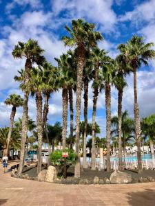 a row of palm trees next to a pool at Confortable Apartment in Corralejo in Corralejo
