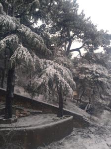 a group of trees with snow on them at Apartament Ada in Buyukada