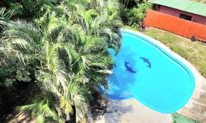 two dolphins swimming in a swimming pool next to a palm tree at Georgi, Junquillal in Playa Junquillal