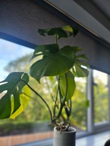 eine Pflanze in einem Topf vor einem Fenster in der Unterkunft Luxury 3 bed next to city centre in Killingbeck