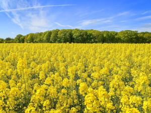 Φωτογραφία από το άλμπουμ του 5 star holiday home in Frederikshavn-By Traum σε Frederikshavn