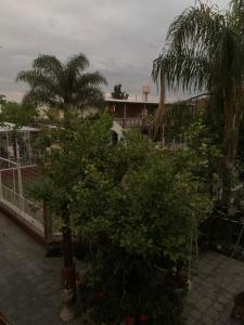 Un grupo de árboles y palmeras en un patio. en Las Peñas, en La Rioja