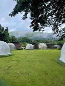 a group of tents in a field with a tree at ภูจัน รีสอร์ท&ออนเซ็น แคมปิ้ง 