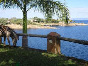 a zebra grazing on the grass next to a fence at Lake Kariba Inns in Siavonga