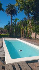 a blue swimming pool in a yard with a palm tree at La Casa del Colibrí in San Pedro